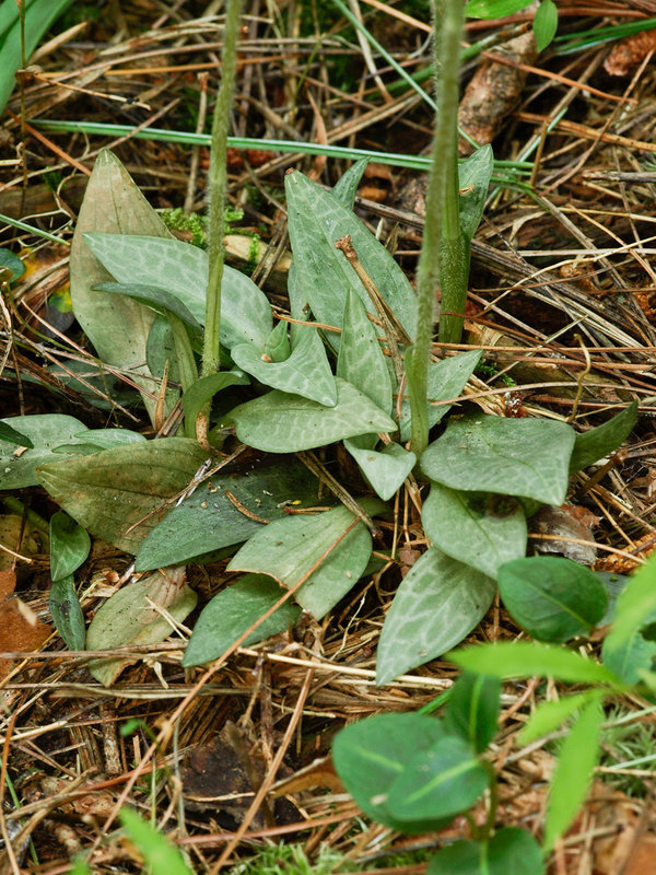 Goodyera tesselata (Checkered Rattlesnake Plantain orchid)