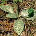 Goodyera tesselata (Checkered Rattlesnake Plantain orchid)