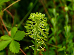 Malaxis unifolia (Green Adder's-mouth orchid)