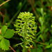 Malaxis unifolia (Green Adder's-mouth orchid)