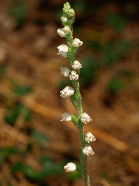 Goodyera tesselata (Checkered Rattlesnake Plantain orchid)