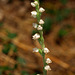 Goodyera tesselata (Checkered Rattlesnake Plantain orchid)