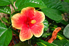 NICE: Parc Phoenix: Une fleur d'Hibiscus.