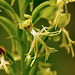 Platanthera lacera (Ragged Fringed orchid)