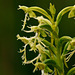 Platanthera lacera (Ragged Fringed orchid)