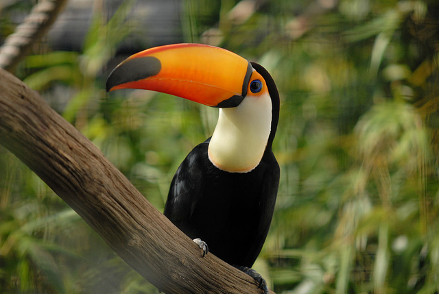 BESANCON: La Citadelle : Un Toucan toco.