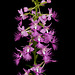 Platanthera shriveri (Shriver's Frilly orchid)