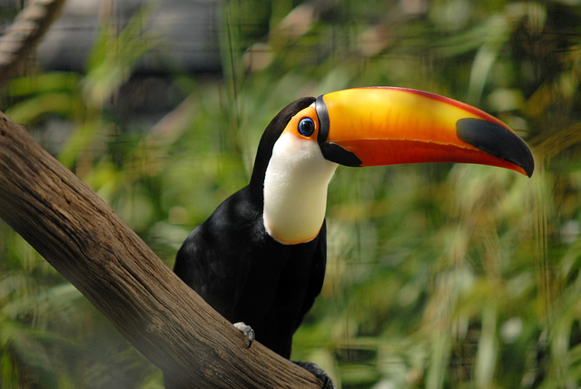 BESANCON: La Citadelle : Un Toucan toco.