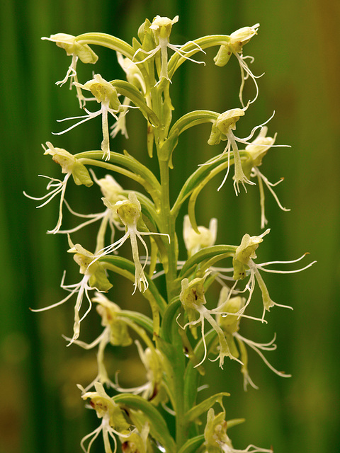 Platanthera lacera (Ragged Fringed orchid)