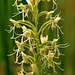 Platanthera lacera (Ragged Fringed orchid)