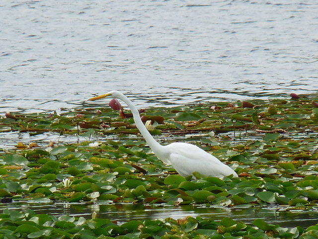 egret