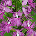 Platanthera shriveri (Shriver's Frilly orchid)