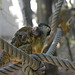 BESANCON: La Citadelle : Un singe écureuil de bolivie.