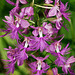 Platanthera shriveri (Shriver's Frilly orchid)