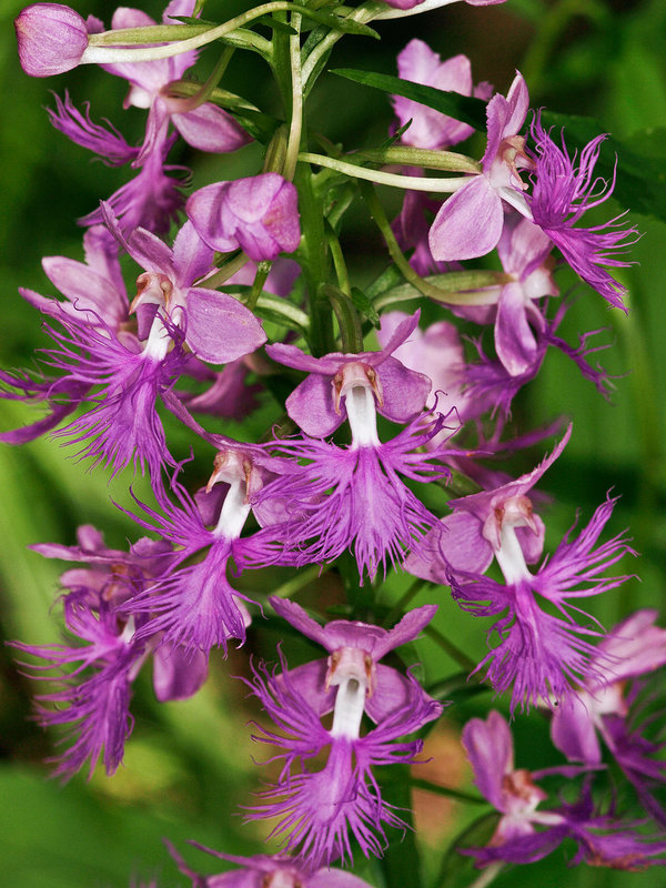 Platanthera shriveri (Shriver's Frilly orchid)