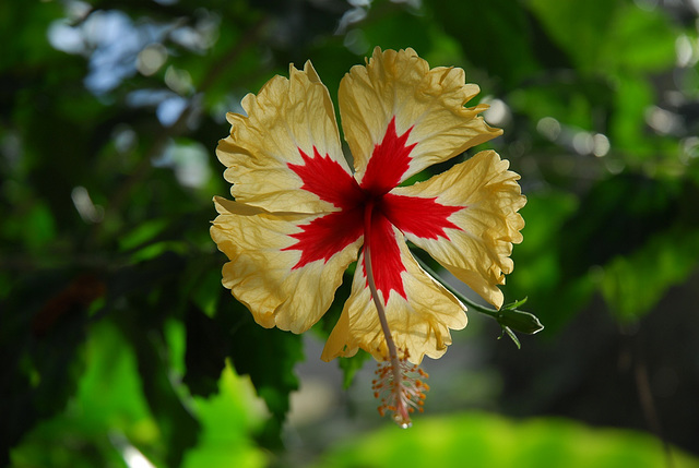 NICE: Parc Phoenix: Une fleur d'Ibiscus.