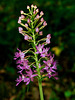 Platanthera shriveri (Shriver's Frilly orchid)