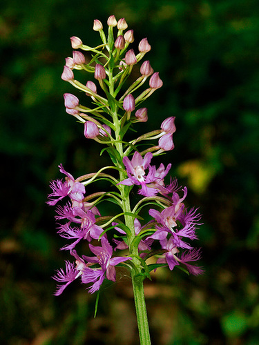 Platanthera shriveri (Shriver's Frilly orchid)