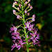 Platanthera shriveri (Shriver's Frilly orchid)