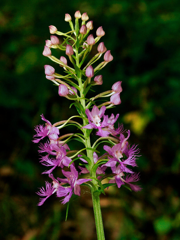 Platanthera shriveri (Shriver's Frilly orchid)