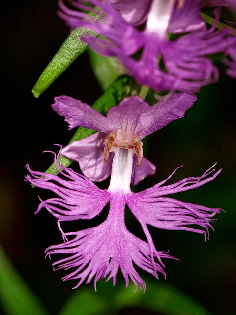 Platanthera shriveri (Shriver's Frilly orchid) Platanthera shriveri (Shriver's Frilly orchid)