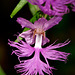 Platanthera shriveri (Shriver's Frilly orchid)