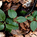 Pyrola secunda - Orthilia secunda - Pyrole unilatérale