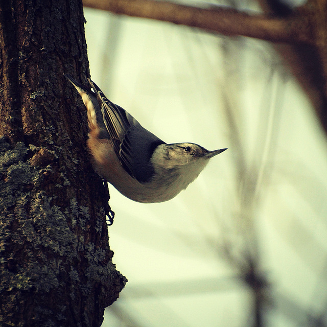 nuthatch