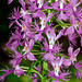 Platanthera shriveri (Shriver's Frilly orchid)