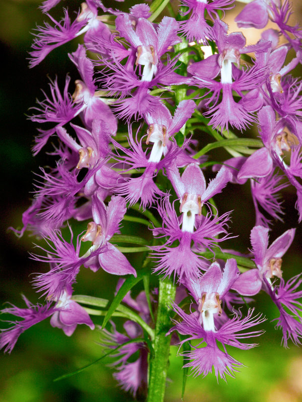 Platanthera shriveri (Shriver's Frilly orchid)
