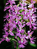 Platanthera shriveri (Shriver's Frilly orchid)