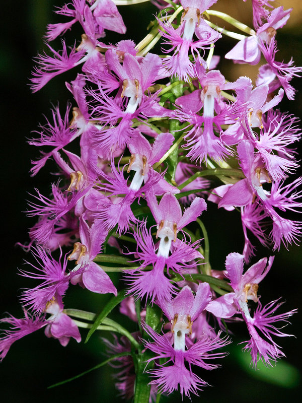 Platanthera shriveri (Shriver's Frilly orchid)