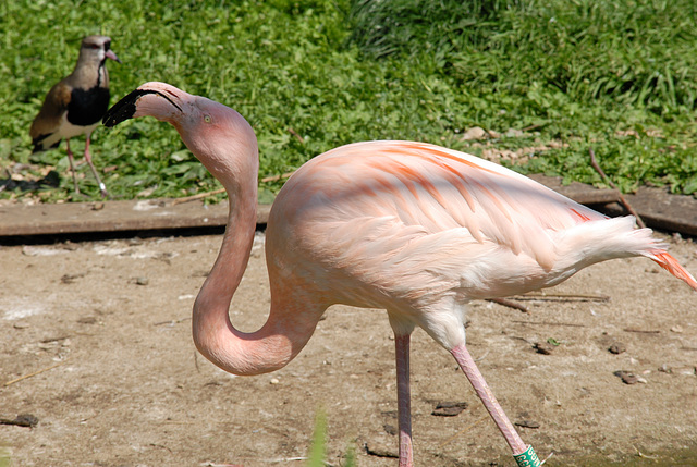 BESANCON: La Citadelle: Un flamant rose.