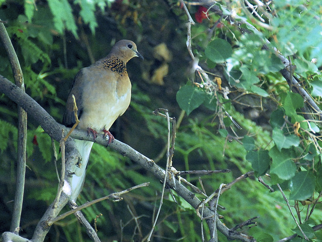 Pigeon in my backyard