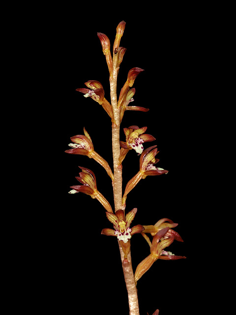 Corallorhiza maculata (Spotted Coralroot orchid)