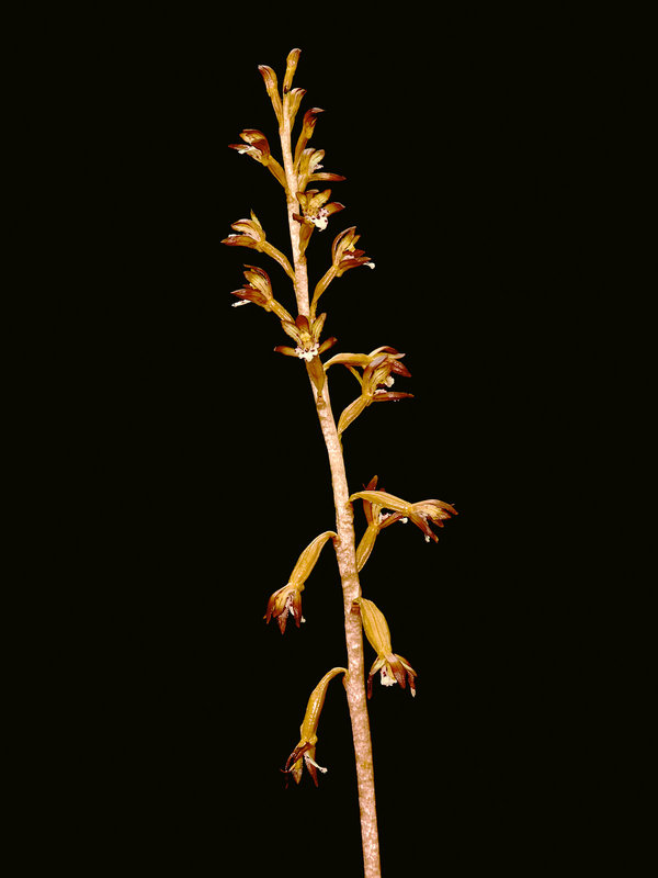 Corallorhiza maculata (Spotted Coralroot orchid)