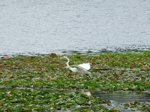 egret