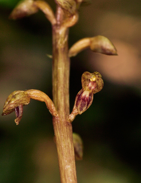 Corallorhiza bentleyi (Bentley's Coralroot orchid)