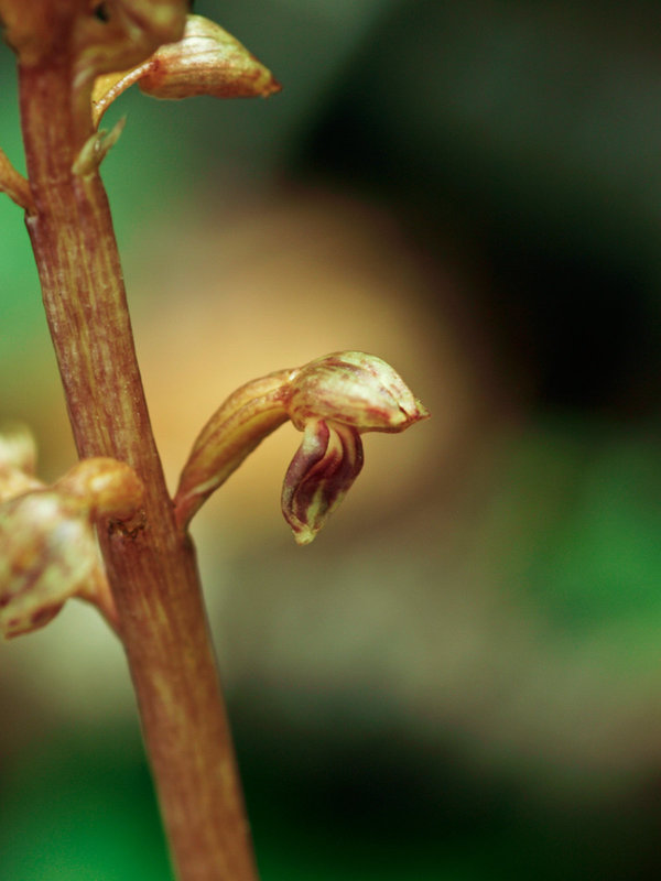 Corallorhiza bentleyi (Bentley's Coralroot orchid)