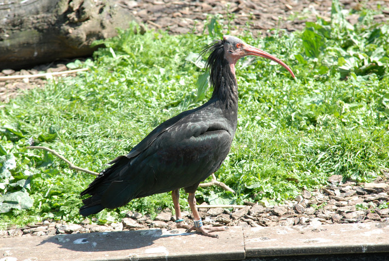 BESANCON: La Citadelle : Un Ibis chauve.