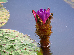 water lily