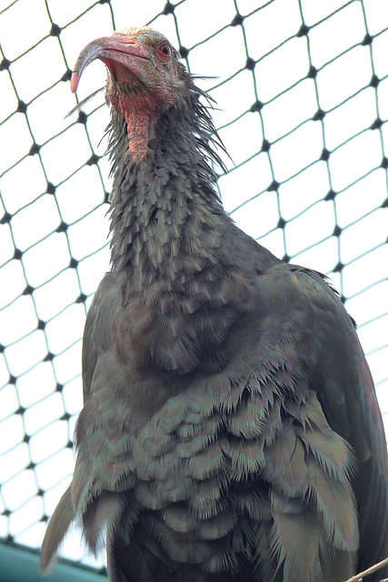 BESANCON: La Citadelle: Un ibis.