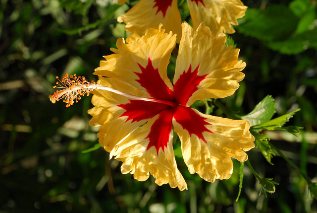 NICE: Parc Phoenix: Une fleur d'Ibiscus.