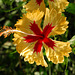 NICE: Parc Phoenix: Une fleur d'Ibiscus.