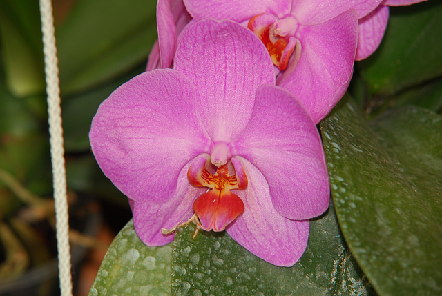 NICE: Parc Phoenix: Une fleur d'Orchidée.