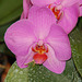 NICE: Parc Phoenix: Une fleur d'Orchidée.