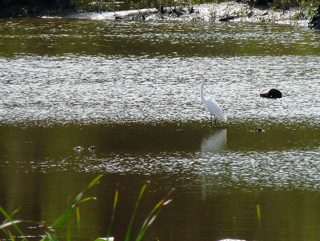 white egret