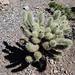 Naturpark - Taliesin West