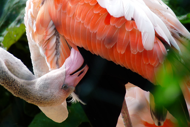 BESANCON: La Citadelle: Un flamant rose.