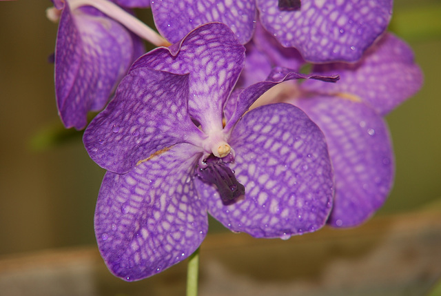 NICE: Parc Phoenix: Une fleur d'Orchidée.